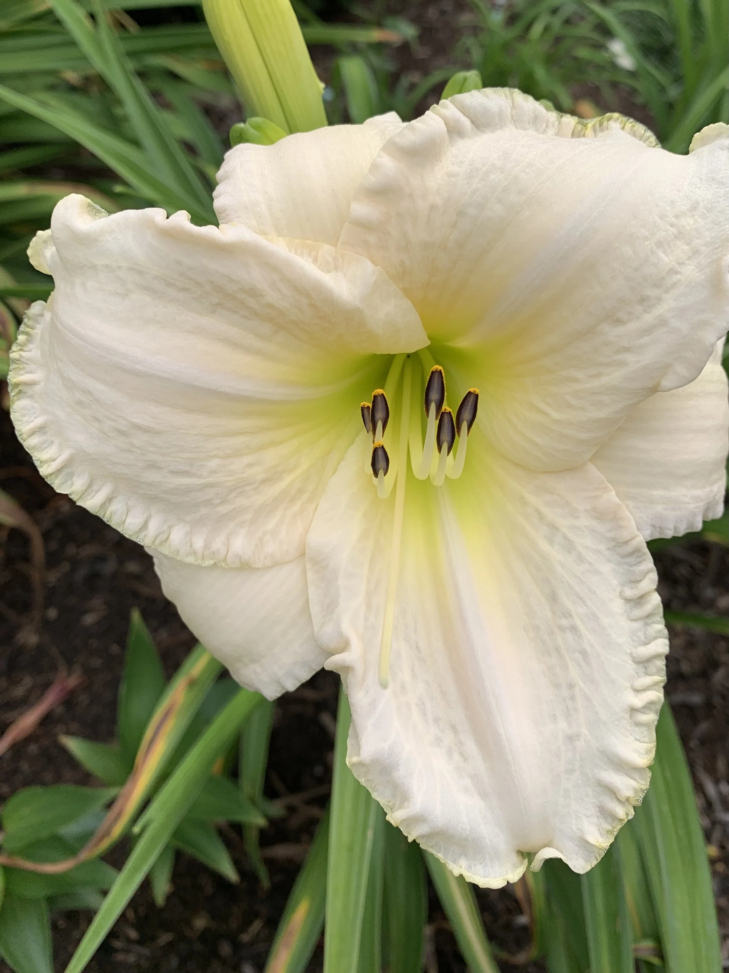 WHITE PERFECTION — Blue Barn Daylilies